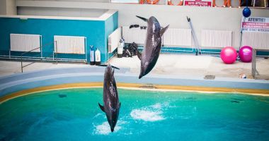 Delfinariul Constanța va fi extins și vom avea un nou acvariu - 2