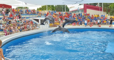 A murit DELFINUL PEI-PEI de la Delfinariul Constanța. GALERIE FOTO - 3