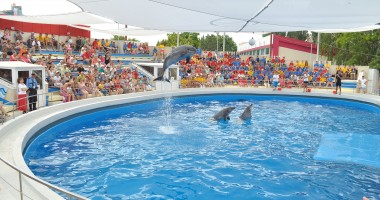A murit DELFINUL PEI-PEI de la Delfinariul Constanța. GALERIE FOTO - 4