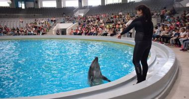 Stire din Social : Spectacolele de la Delfinariu vor fi reluate în luna iunie