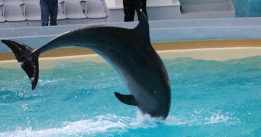 Delfinariul Constanța va fi extins și vom avea un nou acvariu - 3
