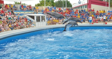 A murit DELFINUL PEI-PEI de la Delfinariul Constanța. GALERIE FOTO - 2
