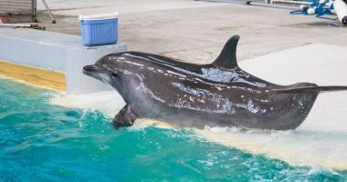 Delfinariul Constanța va fi extins și vom avea un nou acvariu - 5