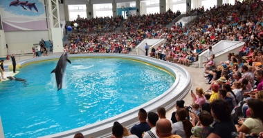 Delfinariul vrea să facă afaceri cu delfinul alb Beluga. "Dacă am putea vinde un pui pe an, cu un milion de euro, ar fi genial" - 3