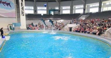 Stire din Social : Acces gratuit la Delfinariu, pentru copii, pe 1 Iunie