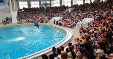 Delfinariul vrea să facă afaceri cu delfinul alb Beluga. "Dacă am putea vinde un pui pe an, cu un milion de euro, ar fi genial" - 4