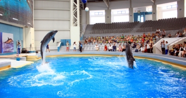 "Nu vrem să mai facem circ la Delfinariu!" - 4