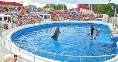 Stire din Social : DOLIU la Delfinariu / A MURIT delfinul PEI PEI!