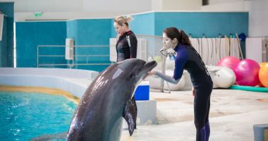 Stire din Social : A fost redeschis Delfinariul. Când au loc spectacolele