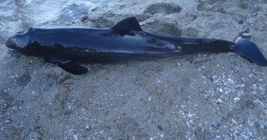 Stire din Social : Delfin viu, eșuat pe plaja Tataia