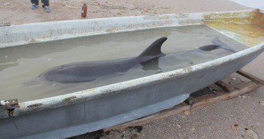 Delfin eșuat viu, dar mort din cauza unei hemoragii interne - 3