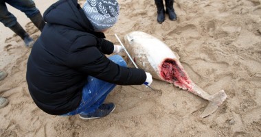 Stire din Social : Încă un delfin eșuat, găsit mort pe plajă
