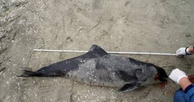 Încă un delfin mort pe plajă - 2
