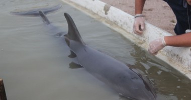 Delfin eșuat viu, dar mort din cauza unei hemoragii interne - 2