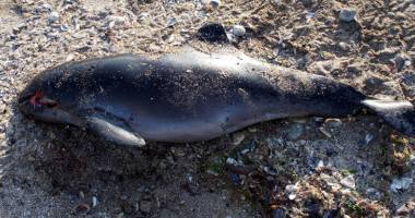 Stire din Social : Pui de delfin, eșuat la Costinești