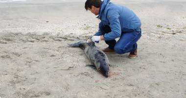 Delfin eșuat la Fratelli, în Mamaia - 2