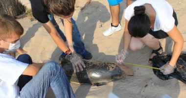 Stire din Social : Delfin de peste doi metri, găsit mort pe plajă