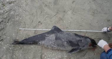 Stire din Social : Delfin eșuat pe plaja din Mamaia. Este primul deces de anul acesta