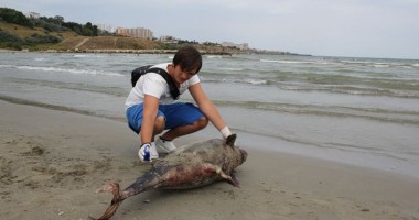 Delfin eșuat pe plaja Modern