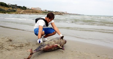 Stire din Social : Delfin eșuat pe plaja Modern, din Constanța