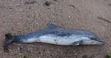 Un alt delfin eșuat pe plaja din Constanța