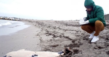 Stire din Eveniment : Delfin eșuat pe plajă, în apropierea spitalului din Mangalia