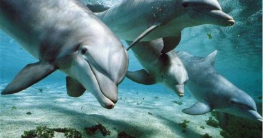 Stire din Social : Film documentar despre soarta delfinilor din Marea Neagră