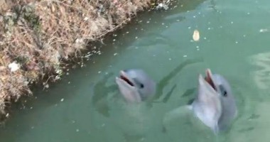 Stire din Social : VIDEO: Ați văzut vreodată "delfini maidanezi"?