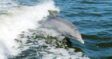 Stire din Social : "Mare Nostrum" inventariază delfinii din Marea Neagră