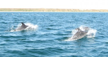 Stire din Social : Cum poți ajuta la salvarea unui delfin