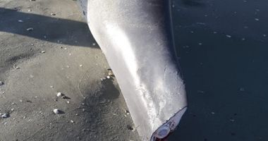 Stire din Social : Doi delfini, găsiți morți pe plajă. Au căzut victime plaselor pescărești