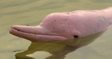 Stire din Actualitate : Delfini roz "magici", salvaţi în Bolivia în cadrul unui program de conservare
