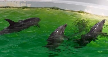 Stire din Social : Se duc negocieri pentru reluarea spectacolelor cu delfini din Ucraina