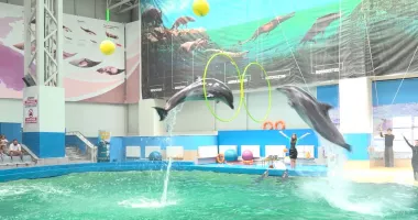 Stire din Social : Cadoul perfect de 1 Iunie. O zi de poveste la Delfinariu