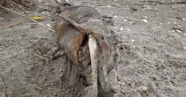 Investigație pe litoral! Oceanic Club și DSVSA Constanța cercetează cauzele eșuării delfinilor în Marea Neagră