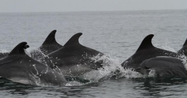 Stire din Social : Galerie foto/ Cum se distrează delfinii din Marea Neagră