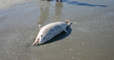 Stire din Social : Mare Nostrum monitorizează câți delfini mor în Marea Neagră