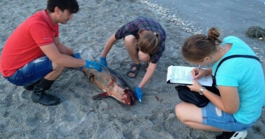 Mare Nostrum. Cinci delfini eșuați, în doar două zile! - 2