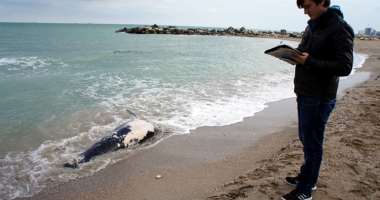 Situație îngrijorătoare: primul caz de eșuare în masă a delfinilor, pe litoral - 2