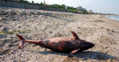 "Delfinii mor din cauza plaselor braconierilor de calcan!" - 2