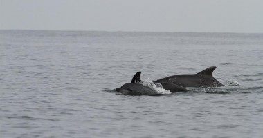 Galerie foto/ Cum se distrează delfinii din Marea Neagră - 2