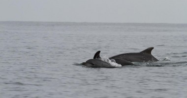 Stire din Social : Parteneriat "Oceanic Club"/ Studenți francezi cercetează delfinii din Marea Neagră