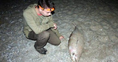 "Delfinii mor din cauza plaselor braconierilor de calcan!" - 3