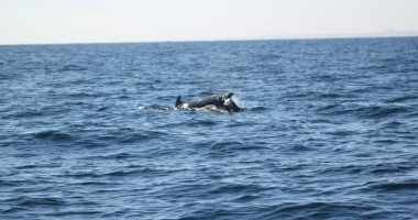 Galerie foto/ Cum se distrează delfinii din Marea Neagră - 3