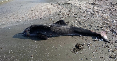 Situație alarmantă la Marea Neagră. "Invazie" de delfini morți pe plaje - 4