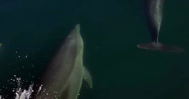 Delfinii, în pericol! Două mamifere, găsite moarte pe plajă - 4