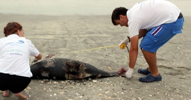 Delfini eșuați, găsiți morți pe plajă - 2