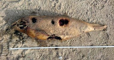 Delfinii, în pericol! Două mamifere, găsite moarte pe plajă - 3