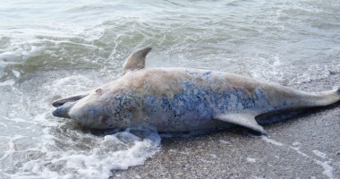 Stire din Social : Încă patru delfini  eșuați pe plajele litoralului