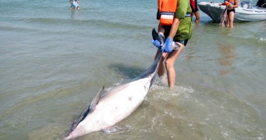 De 20 de ani, salvează delfinii  pe banii voluntarilor - 2